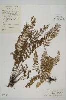 藏品(南方鐵角蕨、桂瓊鐵角蕨)的圖片