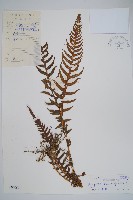 藏品(翅軸假金星蕨、短柄卵果蕨)的圖片