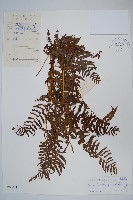 藏品(密腺副金星蕨)的圖片