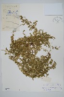 藏品(疏葉卷柏)的圖片