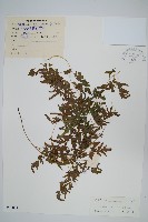 藏品(曲軸海金沙)的圖片