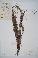 藏品(木賊)的圖片