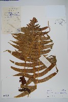 藏品(友水龍骨)的圖片