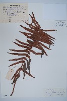 藏品(石松)的圖片