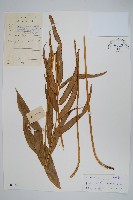 藏品(全緣鳳尾蕨)的圖片