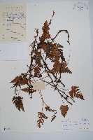 藏品(陰石蕨)的圖片