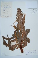 藏品(日本狗脊蕨)的圖片