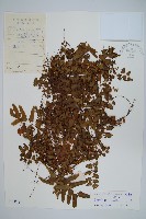 藏品(小葉海金沙)的圖片