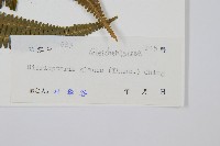 藏品(裏白)的圖片