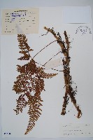 藏品(圓蓋陰石蕨)的圖片