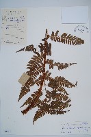 藏品(闊鱗鱗毛蕨)的圖片