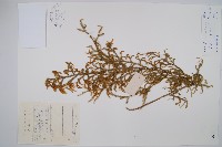 藏品(燈龍草)的圖片