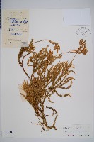 藏品(石松)的圖片