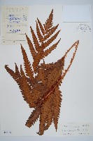 藏品(日本狗脊蕨)的圖片