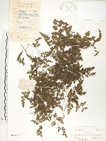 藏品(海金沙)的圖片