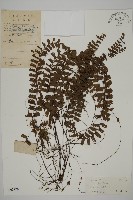 藏品(鞭葉鐵線蕨)的圖片