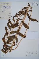 藏品(光葉鱗蓋蕨)的圖片