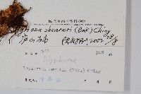 藏品(盧山石葦)的圖片