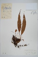 藏品(粵瓦葦)的圖片