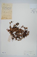 藏品(抱樹蕨、伏石蕨)的圖片