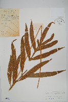 藏品(大線蕨)的圖片