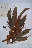 藏品(海南實蕨)的圖片