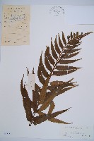 藏品(萊氏鐵角蕨)的圖片