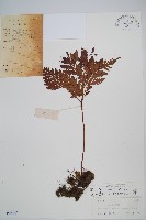 藏品(闊葉骨碎補)的圖片