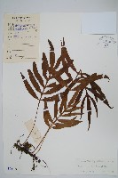 藏品(橢圓線蕨)的圖片