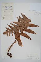 藏品(槲蕨)的圖片