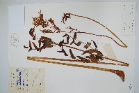 藏品(紫萁)的圖片