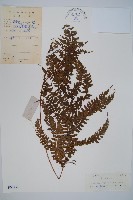 藏品(倉田氏蹄蓋蕨)的圖片