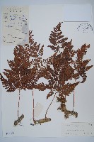 藏品(圓蓋陰石蕨)的圖片