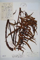 藏品(黑桫蕨)的圖片