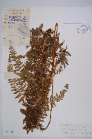 藏品(姬蕨)的圖片