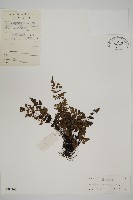 藏品(旱蕨)的圖片