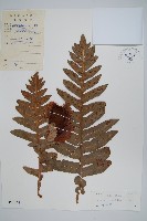 藏品(槲蕨)的圖片