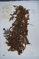 藏品(多羽鳳尾蕨)的圖片