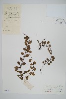 藏品(抱樹蕨、伏石蕨)的圖片