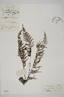 藏品(粉葉蕨)的圖片