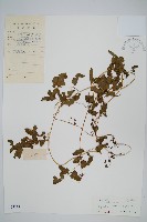 藏品(曲軸海金沙)的圖片