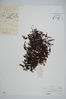 藏品(刺邊膜蕨)的圖片