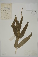 藏品(日本鳳丫蕨)的圖片