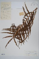 藏品(鐮形假毛蕨)的圖片