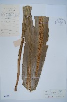 藏品(巢蕨)的圖片