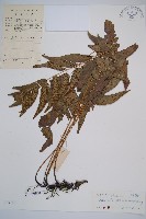 藏品(江南短腸蕨)的圖片