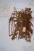 藏品(姬蕨)的圖片