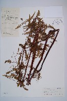 藏品(栗蕨)的圖片