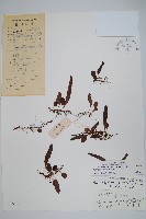 藏品(岡本氏茀蕨)的圖片