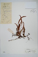 藏品(石葦)的圖片